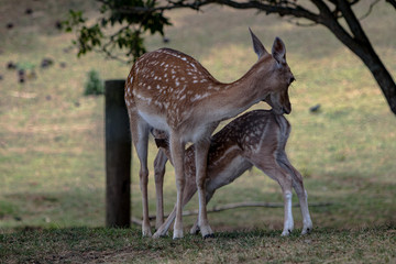 Fallow Deer fawn feeding from its mother