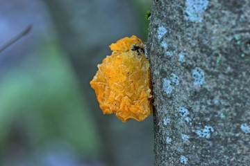Goldgelber Zitterling (Tremella mesenterica) bei Frost