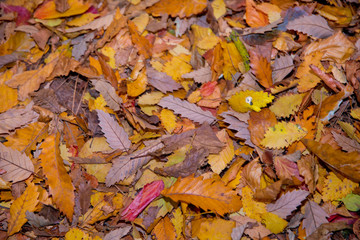 Background of colorful autumn leaves on forest floor . Abstract autumn leaves in autumn suitable as background . Autumn leaves on a meadow . Yellow leaves on the floor .