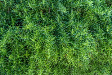 Fototapeta na wymiar floral background of rosemary on the lawn