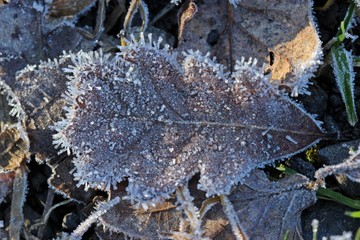 Eichenblatt mit Raureif im Winter