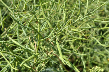On the plant are  pods winter crops of rape