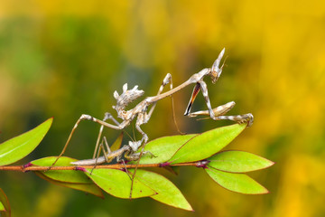 Close up of pair of Beautiful European mantis ( Mantis religiosa )