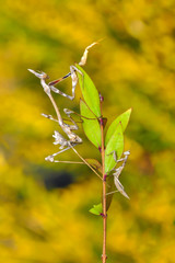 Close up of pair of Beautiful European mantis ( Mantis religiosa )