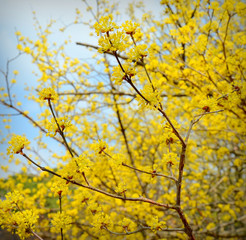 Cornus officinalis is a species of dogwood originated from Korea and China. Known also as Japanese cornel or Japanese cornelian cherry or Cornelian cherries it is a food and medicinal plant.