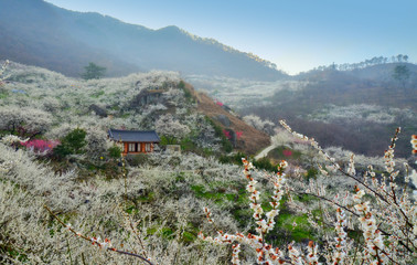 Maehwa village in South Korea during springtime
