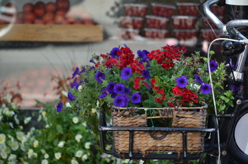 Fototapeta na wymiar Flowers in a bicycle basket - Little Italy, Boston