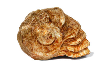 Sea shell isolated on a white background