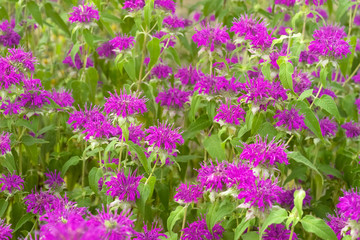 Blooming monarda. Common names include bee balm, horsemint, oswego tea, and bergamot