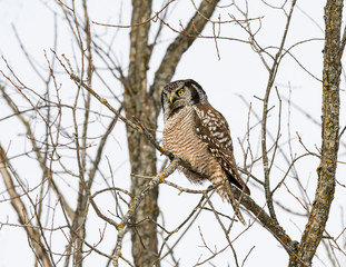Northern Hawk Owl Perched in Tree  in Winter 