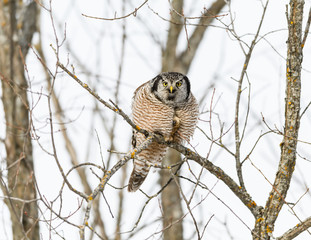 Northern Hawk Owl Perched in Tree  in Winter 