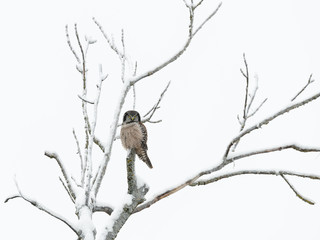 Northern Hawk Owl Perched in Tree on Snowy Day