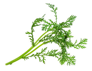 fresh twig of chrysanthemum plant cutout