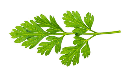 leaves of fresh Chervil herb cutout
