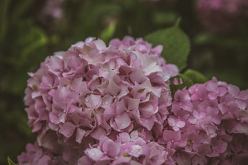 hydrangea in the rain