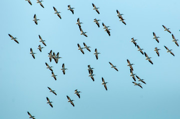 White Pelicans