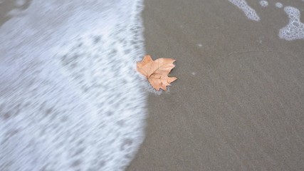 The water with the foam of the sea on the beach moves a dry tree leaf, when it seems that it remains on the site another wave arrives and makes it disappear