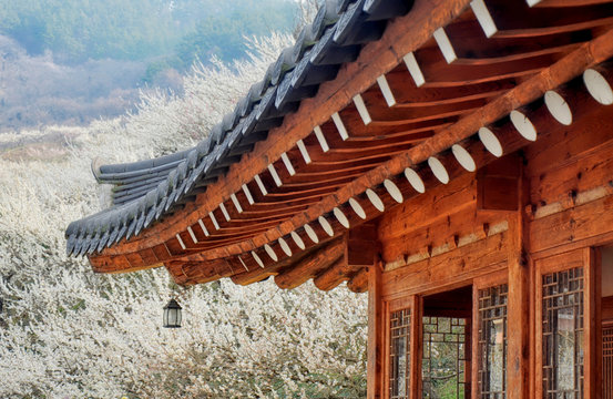 Roof of a traditional korean house (hanok) in Gwangyang, South Korea, during Maehwa flower festival. 