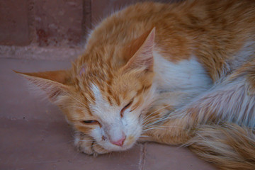 Nice cat sleeping peacefully