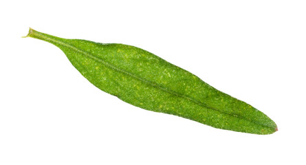 Fototapeta na wymiar leaf of fresh hyssop (hyssopus) herb cutout