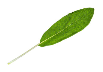 single leaf of sage (salvia) herb cutout