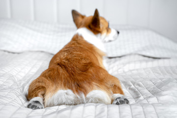 Cute ginger and white dog of welsh corgi pembroke breed, lying on white cover on the bed, pretty pet butt and back paws right to the camera. Indoors, copy space.