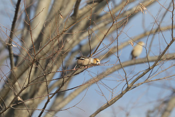 木の芽を食べるシメ