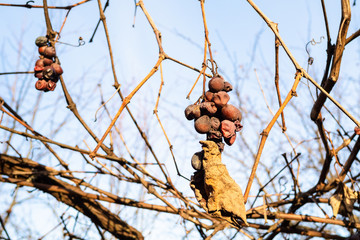 clusters of sun-dried grapes illuminated by sun