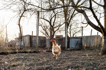 red chickens walk at garden near poultry yard