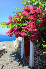 Beautiful, pink bougainvillea flowers surrounding the front door