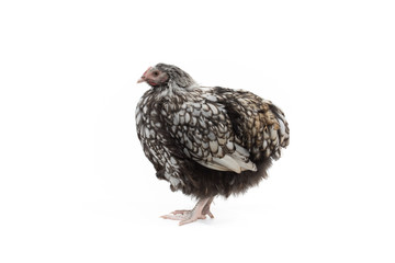 Black-and-white Orlington hen posing in the studio