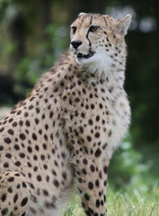 wild cheetah, South Africa.
