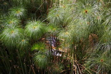 Tiger im Urwald