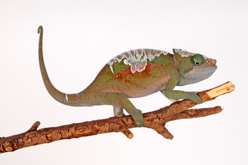 Parsons Chamäleon in der Häutung (Calumma parsonii cristifer) - moulting Parson's chameleon © bennytrapp