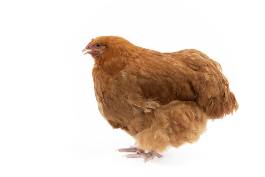 Buff orlington hen posing in the studio