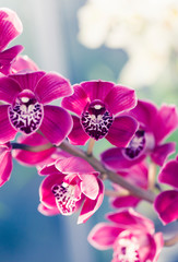 Naklejka na ściany i meble Phalaenopsis orchid macro