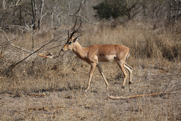 Naklejka na ściany i meble wild impala in kruger national park.