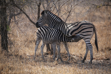 Obraz premium wild zebras in Kruger National Park, South Africa.