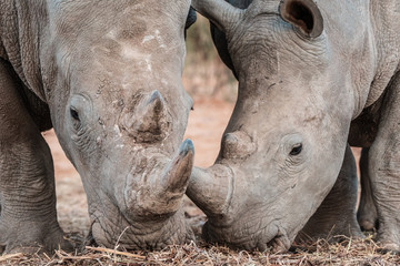 Obraz premium The amazing grey rhino living in Africa