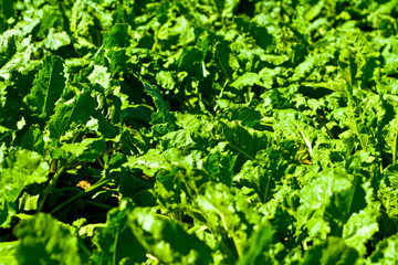 Young sugar beet plants early in the morning of a sunny day summer day in Bavaria, Germany
