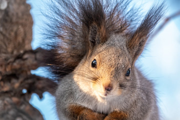 The squirrel sits on a branches in the winter or autumn
