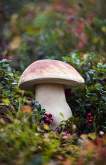 Wild raw boletus mushroom in Latvian forest