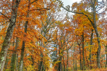 Autumn and forest