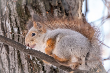 Naklejka na ściany i meble The squirrel sits on a branches in the winter or autumn