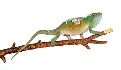 sich häutendes "Parsons Chamäleon" (Calumma parsonii cristifer) - moulting Parson's chameleon © bennytrapp