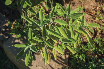 Bush full of salvia leaves from a garden