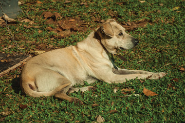 Labrador retriever breed dog sitting on lawn