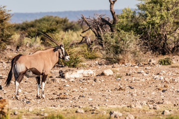 Antelopes in the desert, Africa