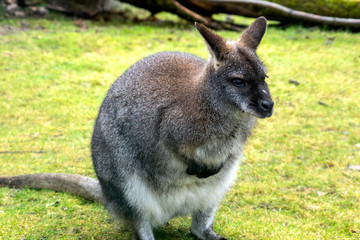 Naklejka na ściany i meble australian kangaroo