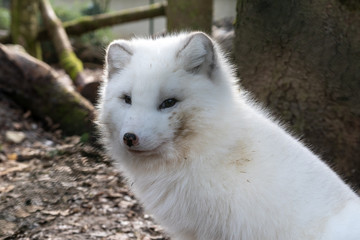 Obraz premium Polar fox is a carnivorous mammal